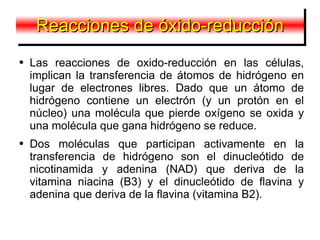 Las reacciones de oxido-reducción en las células, implican la transferencia de átomos de hidrógeno en lugar de electrones libres. Dado que un átomo de hidrógeno contiene un electrón (y un protón en el núcleo) una molécula que pierde oxígeno se oxida y una molécula que gana hidrógeno se reduce. Dos moléculas que participan activamente en la transferencia de hidrógeno son el dinucleótido de nicotinamida y adenina (NAD) que deriva de la vitamina niacina (B3) y el dinucleótido de flavina y adenina que deriva de la flavina (vitamina B2). Reacciones de óxido-reducción 