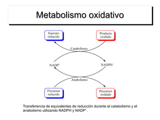 Metabolismo oxidativo Transferencia de equivalentes de reducción durante el catabolismo y el anabolismo utilizando NADPH y NADP + . 