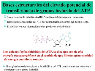 Bioenergética y fosforilacion oxidativa. Trasporte de electrones. | PPTX