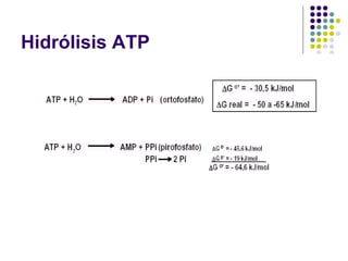 Hidrólisis ATP 