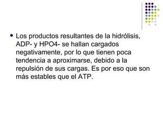 Los productos resultantes de la hidrólisis, ADP- y HPO4- se hallan cargados negativamente, por lo que tienen poca tendencia a aproximarse, debido a la repulsión de sus cargas. Es por eso que son más estables que el ATP. 
