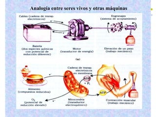 Analogía entre seres vivos y otras máquinas 