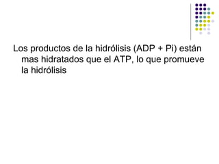 Los productos de la hidrólisis (ADP + Pi) están mas hidratados que el ATP, lo que promueve la hidrólisis  