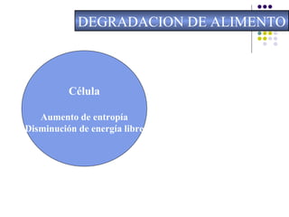 DEGRADACION DE ALIMENTO Célula Aumento de entropía Disminución de energía libre 