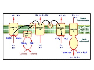 Bioenergética de los carbohidratos cadena respiratoria (1)