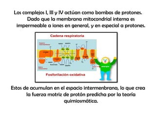 Los complejos I, III y IV actúan como bombas de protones.
Dado que la membrana mitocondrial interna es
impermeable a iones en general, y en especial a protones.

Estos de acumulan en el espacio intermenbrana, lo que crea
la fuerza motriz de protón predicha por la teoría
quimiosmótica.

 