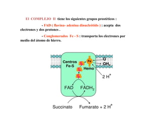 El COMPLEJO II tiene los siguientes grupos prostéticos :
- FAD ( flavina- adenina dinucleótido ) : acepta dos
electrones y dos protones .
- Conglomerados Fe - S : transporta los electrones por
medio del átomo de hierro.

 