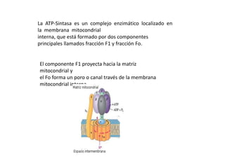 La ATP-Sintasa es un complejo enzimático localizado en
la membrana mitocondrial
interna, que está formado por dos componentes
principales llamados fracción F1 y fracción Fo.

El componente F1 proyecta hacia la matriz
mitocondrial y
el Fo forma un poro o canal través de la membrana
mitocondrial interna.

 