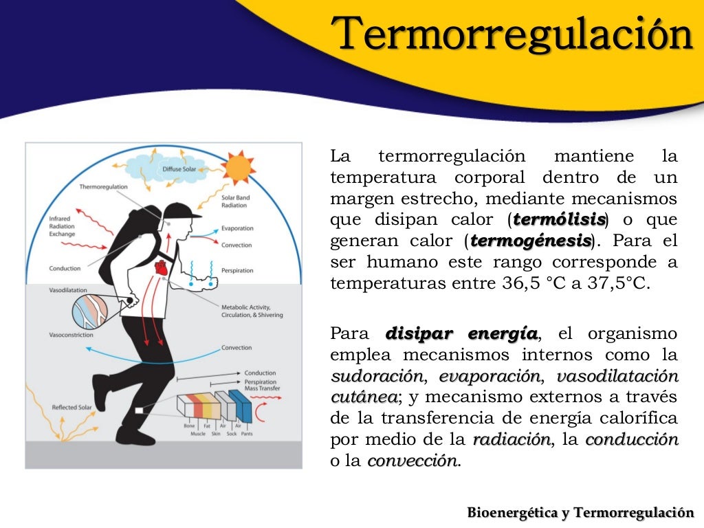 Bioenergética y termorregulación Bioenergética y termorregulación