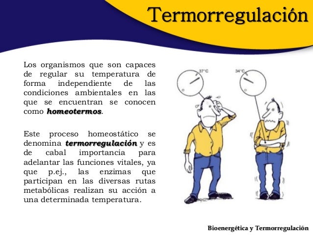 Gel para el calcular metabolismo basal formula