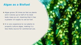 Algae as a Biofuel
 Algae grows 30 times as fast as plants
and it stores up to half of its total
body mass as oil; meaning that it has
a greater oil supply to use as fuel.
 It is very expensive to run plants to
properly culture algae, making it a
less likely source for commercial use.
 