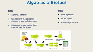 Algae as a Biofuel
Pros:
● It grows a lot faster.
● Can be grown in a controlled
area and at a controlled amount.
● Holds more oil than typical plants
(that are used for biofuel)
Cons:
● More expensive.
● Grows rapidly.
● Harder to get oils out.
 