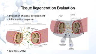 Bioengineered Hydrogels with Tunable Stiffness for Modulating Stem Cell ...