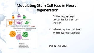 Bioengineered Hydrogels with Tunable Stiffness for Modulating Stem Cell ...