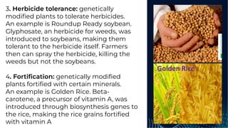 3. Herbicide tolerance: genetically
modiﬁed plants to tolerate herbicides.
An example is Roundup Ready soybean.
Glyphosate, an herbicide for weeds, was
introduced to soybeans, making them
tolerant to the herbicide itself. Farmers
then can spray the herbicide, killing the
weeds but not the soybeans.
4. Fortiﬁcation: genetically modiﬁed
plants fortiﬁed with certain minerals.
An example is Golden Rice. Beta-
carotene, a precursor of vitamin A, was
introduced through biosynthesis genes to
the rice, making the rice grains fortiﬁed
with vitamin A
 