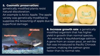 5. Cosmetic preservation:
genetically modiﬁed plants resist
natural discoloration.
An example is Arctic Apple. The apple
variety was genetically modiﬁed to
suppress the browning of apple due to
superﬁcial damage.
6. Increase growth rate: a genetically
modiﬁed organism that has higher
yield in growth than normal species.
An example is AquAdvantage salmon.
A gene from an ocean pout, an eel-like
ﬁsh was introduced to Paciﬁc Chinook
salmon, making the salmon grow
faster than its normal rate.
 