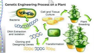 Genetic Engineering Process on a Plant
 