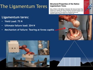 The Ligamentum Teres
Ligamentum teres:
• Yield Load: 75 N
• Ulitmate failure load: 204 N
• Mechanism of failure: Tearing at fovea capitis
 