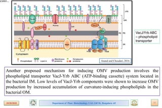 Bioengineering bacterial outer membrane vesicles as vaccine platform | PPTX