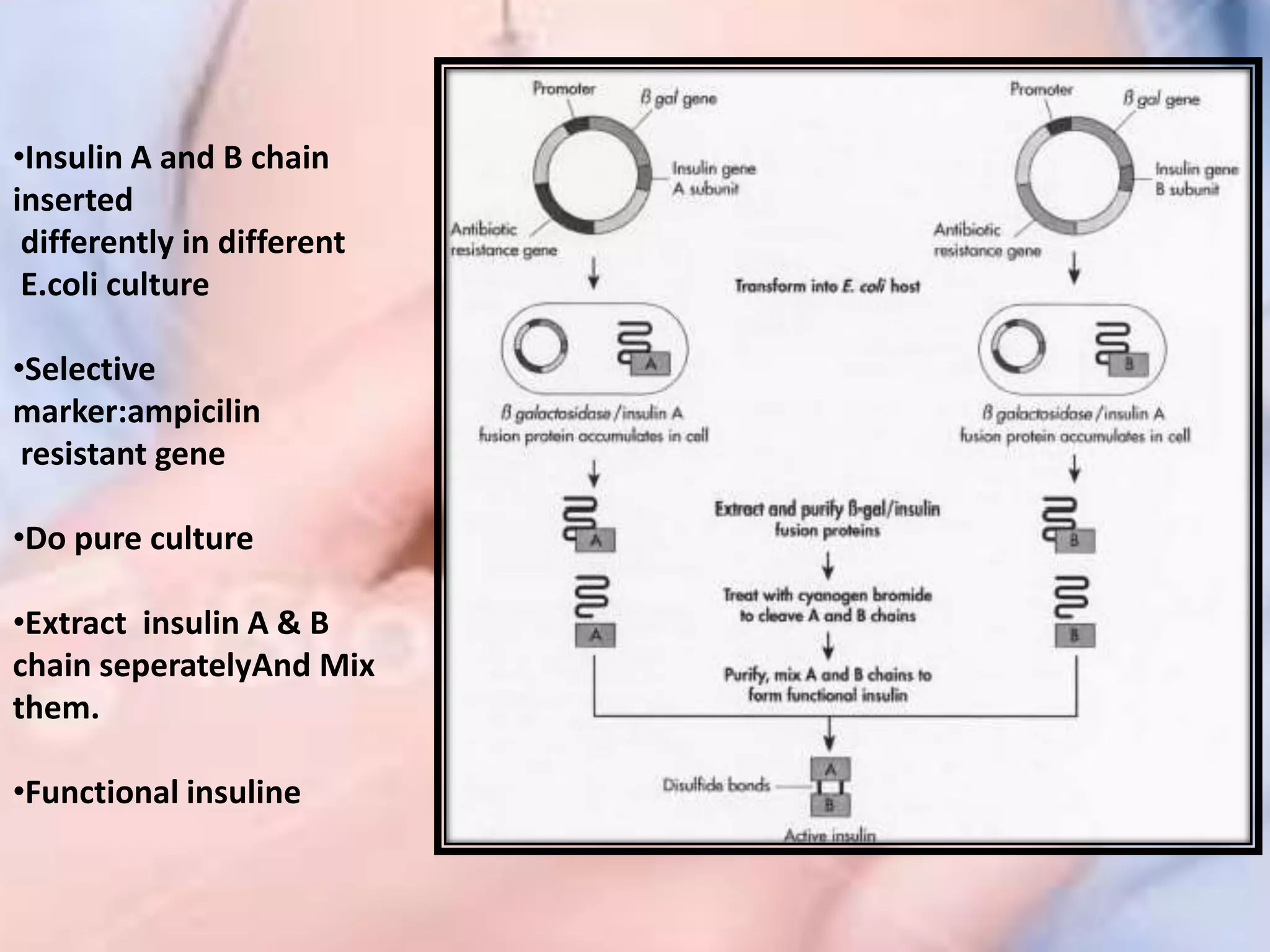 •Insulin A and B chain
inserted
differently in different
E.coli culture
•Selective
marker:ampicilin
resistant gene
•Do pure culture
•Extract insulin A & B
chain seperatelyAnd Mix
them.
•Functional insuline
 