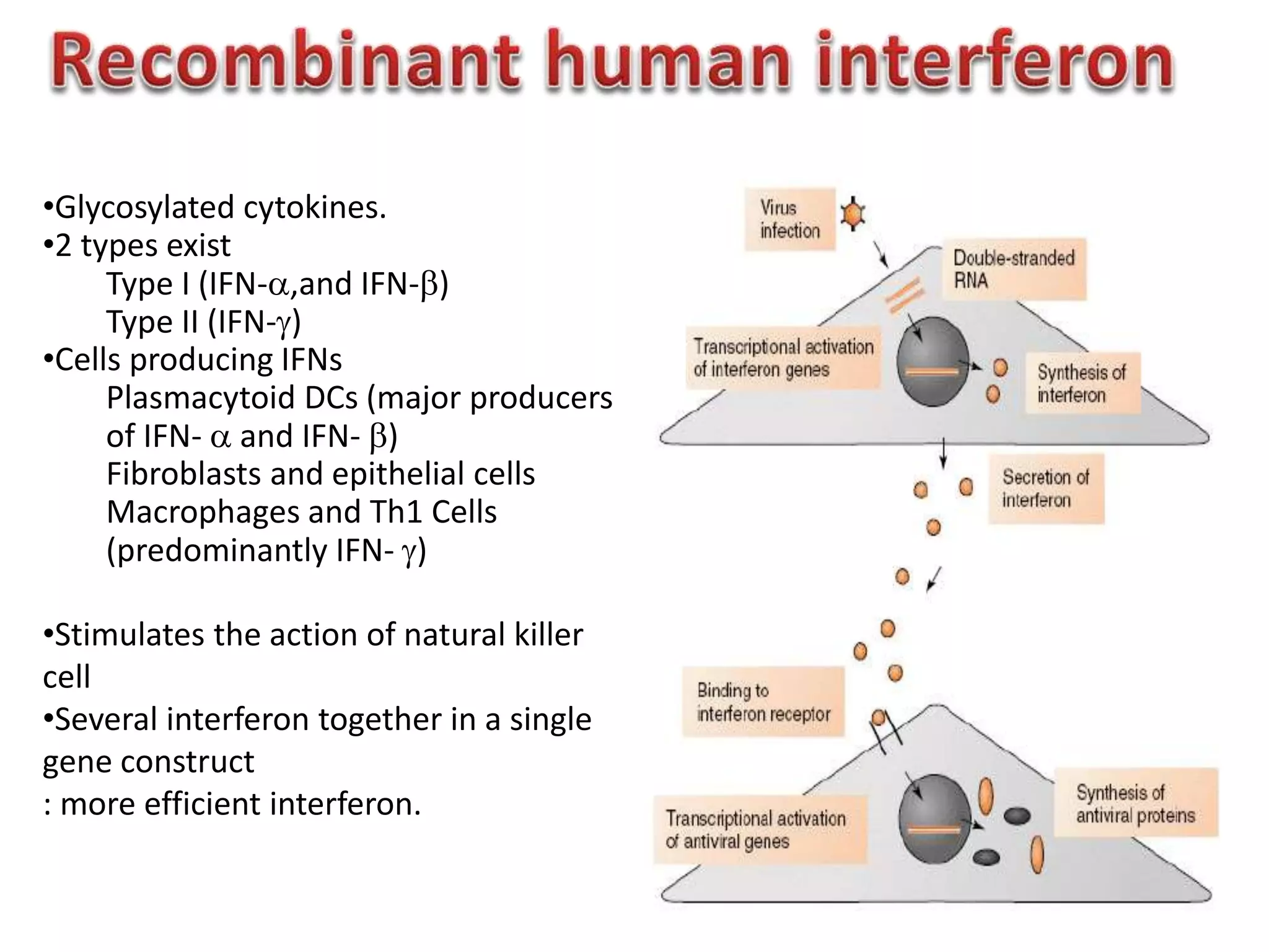 •Glycosylated cytokines.
•2 types exist
Type I (IFN-,and IFN-)
Type II (IFN-)
•Cells producing IFNs
Plasmacytoid DCs (major producers
of IFN-  and IFN- )
Fibroblasts and epithelial cells
Macrophages and Th1 Cells
(predominantly IFN- )
•Stimulates the action of natural killer
cell
•Several interferon together in a single
gene construct
: more efficient interferon.
 