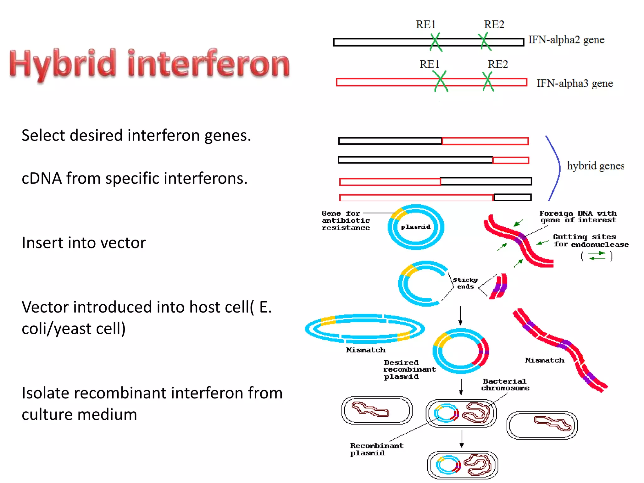 Select desired interferon genes.
cDNA from specific interferons.
Insert into vector
Vector introduced into host cell( E.
coli/yeast cell)
Isolate recombinant interferon from
culture medium
 