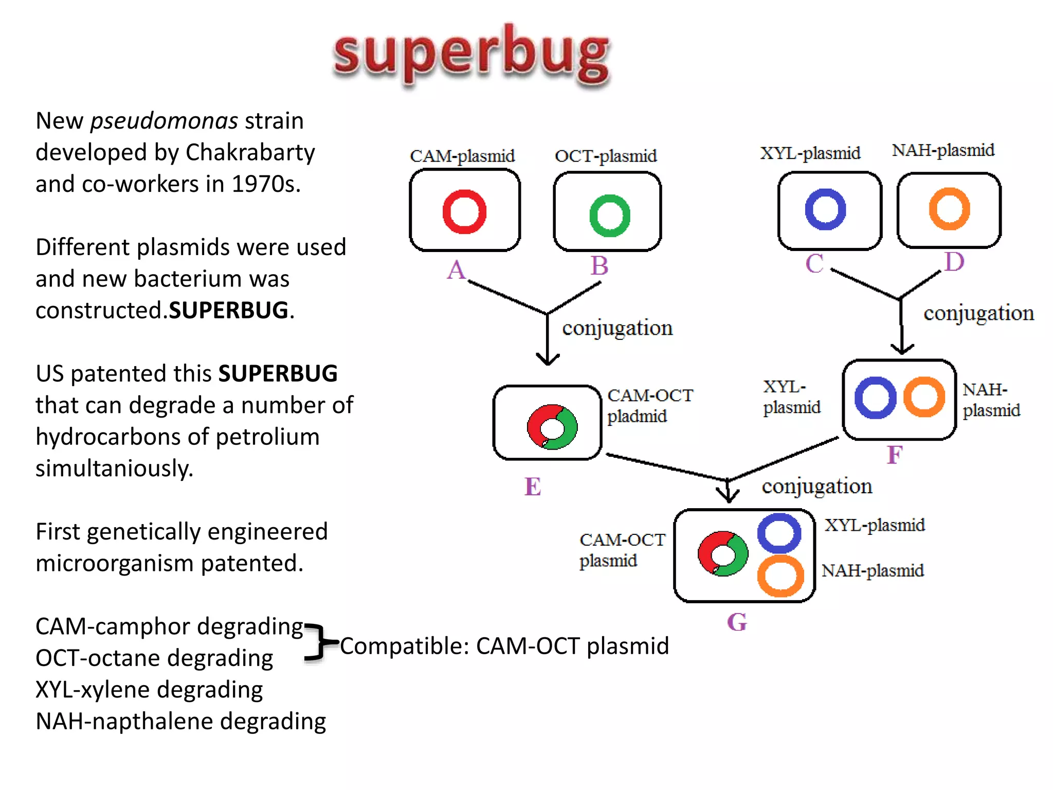 New pseudomonas strain
developed by Chakrabarty
and co-workers in 1970s.
Different plasmids were used
and new bacterium was
constructed.SUPERBUG.
US patented this SUPERBUG
that can degrade a number of
hydrocarbons of petrolium
simultaniously.
First genetically engineered
microorganism patented.
CAM-camphor degrading
OCT-octane degrading
XYL-xylene degrading
NAH-napthalene degrading
Compatible: CAM-OCT plasmid
 