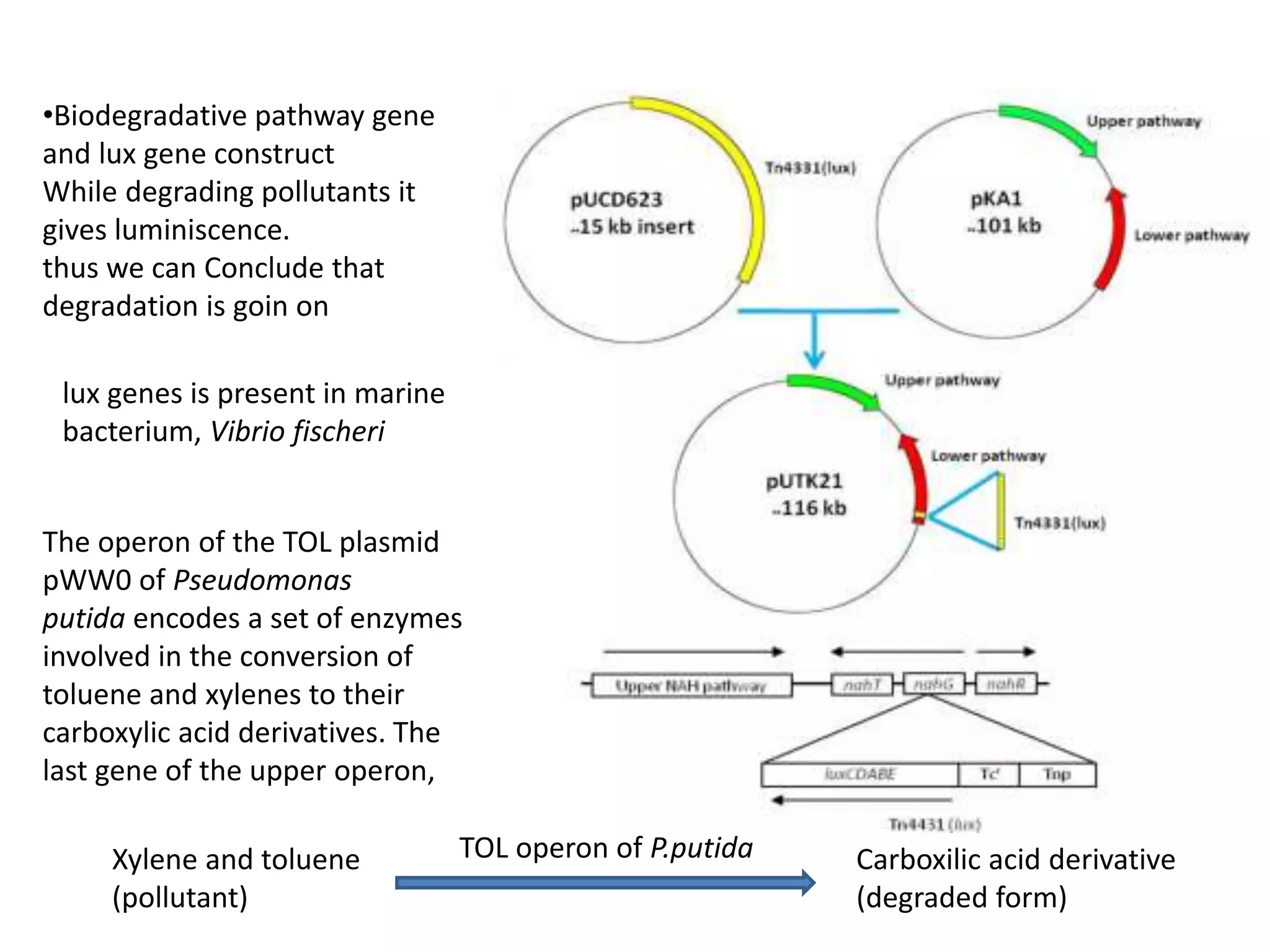 •Biodegradative pathway gene
and lux gene construct
While degrading pollutants it
gives luminiscence.
thus we can Conclude that
degradation is goin on
The operon of the TOL plasmid
pWW0 of Pseudomonas
putida encodes a set of enzymes
involved in the conversion of
toluene and xylenes to their
carboxylic acid derivatives. The
last gene of the upper operon,
Xylene and toluene
(pollutant)
TOL operon of P.putida Carboxilic acid derivative
(degraded form)
lux genes is present in marine
bacterium, Vibrio fischeri
 