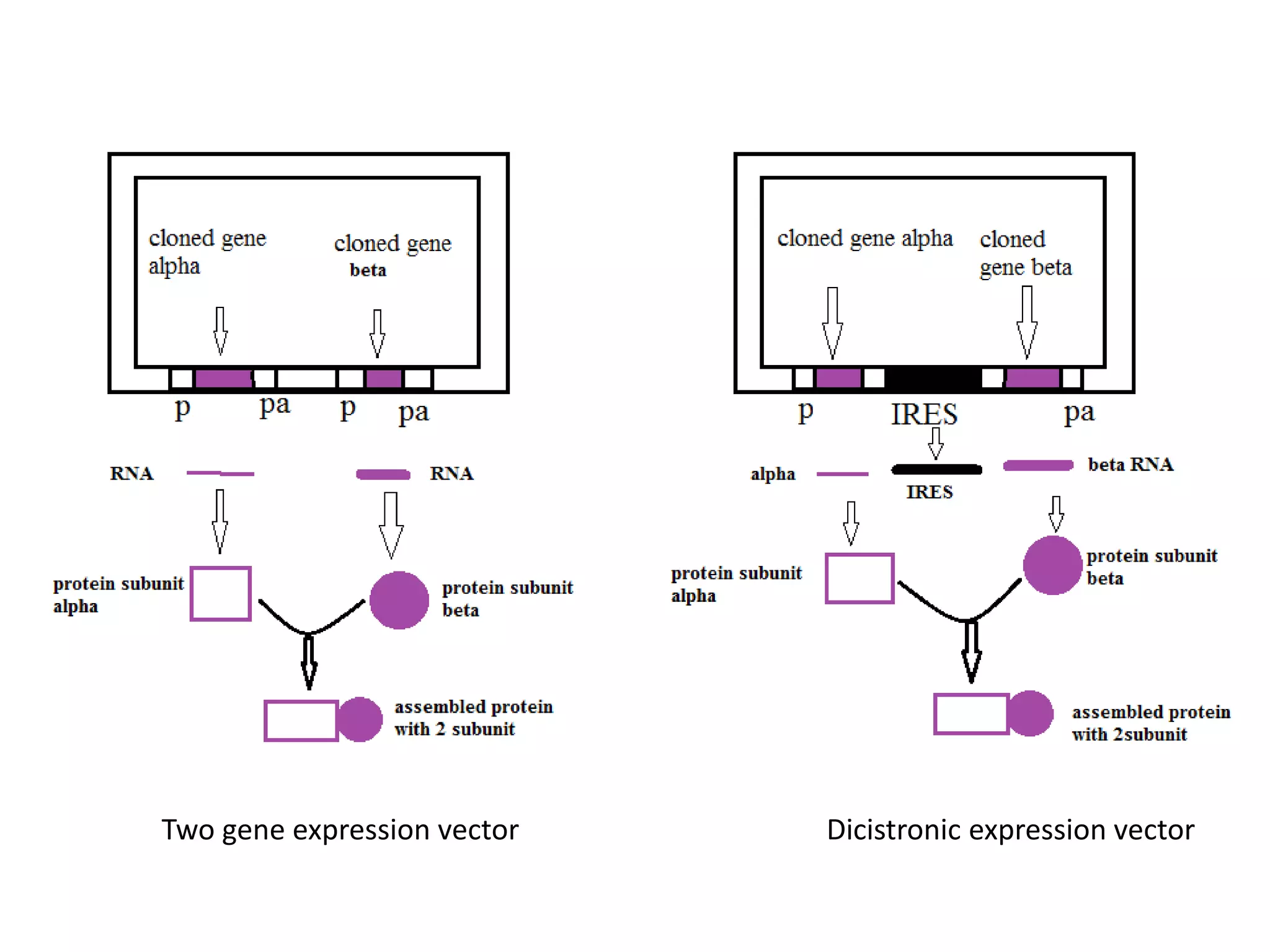 Two gene expression vector Dicistronic expression vector
 