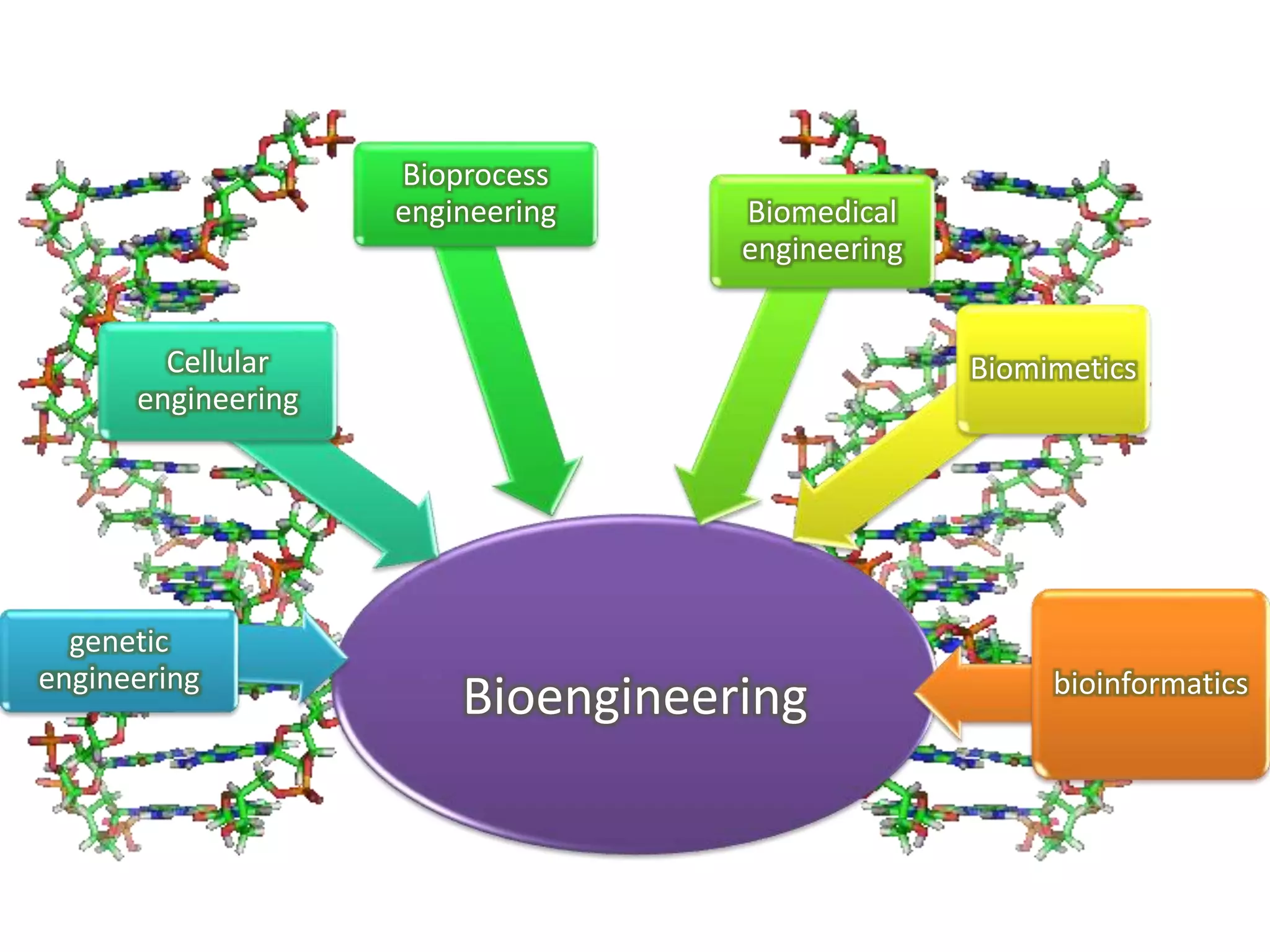 Bioengineering
genetic
engineering
Cellular
engineering
Bioprocess
engineering Biomedical
engineering
Biomimetics
bioinformatics
 