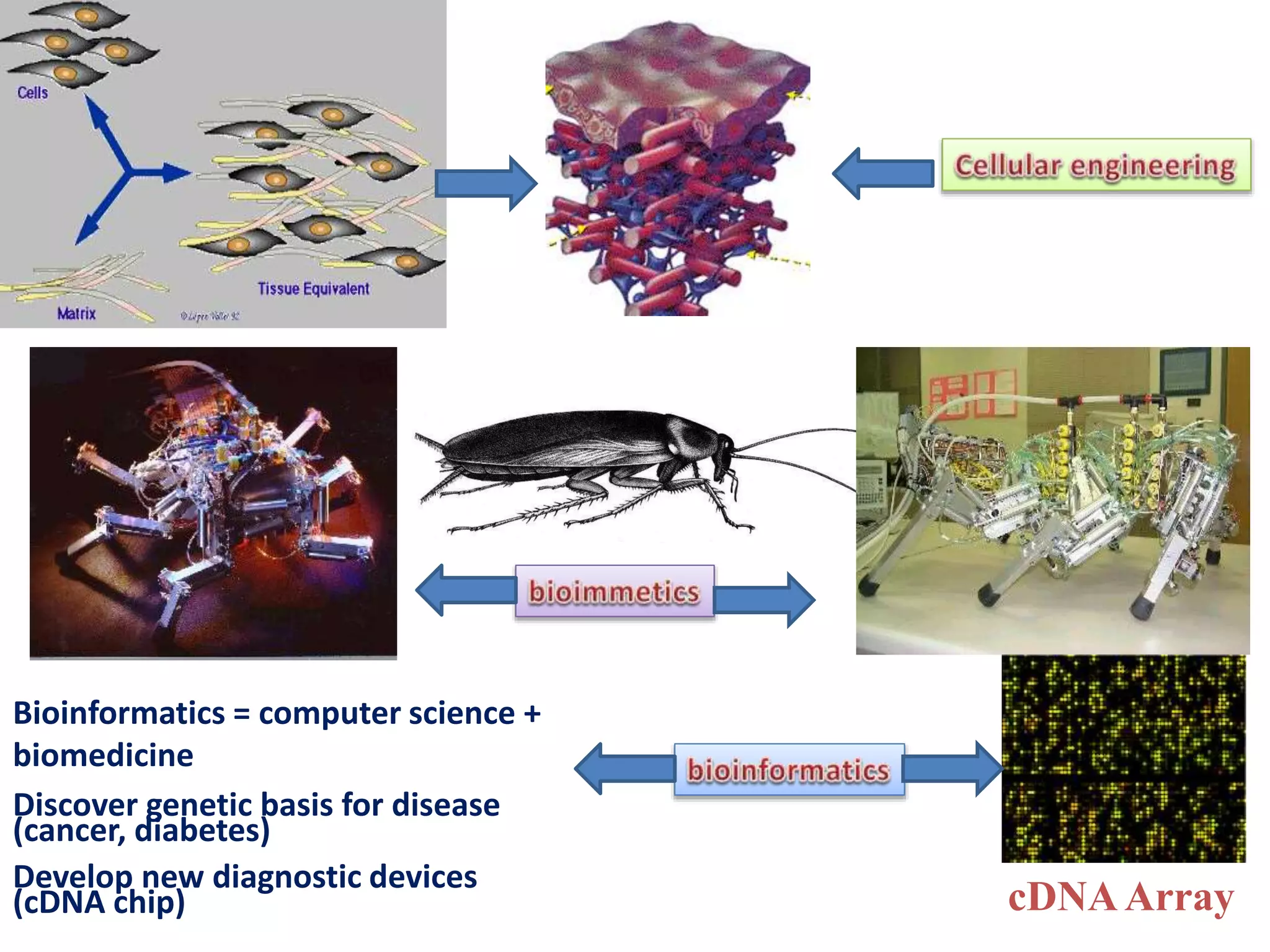 Bioinformatics = computer science +
biomedicine
Discover genetic basis for disease
(cancer, diabetes)
Develop new diagnostic devices
(cDNA chip) cDNAArray
 