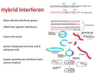 Select desired interferon genes.
cDNA from specific interferons.
Insert into vector
Vector introduced into host cell( E.
coli/yeast cell)
Isolate recombinant interferon from
culture medium
 