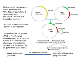 •Biodegradative pathway gene
and lux gene construct
While degrading pollutants it
gives luminiscence.
thus we can Conclude that
degradation is goin on
The operon of the TOL plasmid
pWW0 of Pseudomonas
putida encodes a set of enzymes
involved in the conversion of
toluene and xylenes to their
carboxylic acid derivatives. The
last gene of the upper operon,
Xylene and toluene
(pollutant)
TOL operon of P.putida Carboxilic acid derivative
(degraded form)
lux genes is present in marine
bacterium, Vibrio fischeri
 