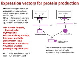 p ppa pa
Two vector expression system for
producing diametric protein
P-promoter,pa-polyadenylation seq
Recombinant protein can be
produced in microorganisms .
3 types of expression vectors
can be used-
1)Two vector expression system
2)Two gene expression vector
3)Dicistronic expression vector
rh- Growth Hormone,
r-Human insulin,
Erythropoietin,
Follicle stimulating hormone,
Interferon, Insulin like
growth factor, Tissue
Plasminogen Acivator,factor
VIII,DNase, Envelope
proteing of hepatitis B virus.
Produced by any of these type of
method which is convenient
 