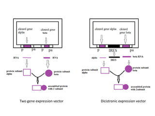 Two gene expression vector Dicistronic expression vector
 