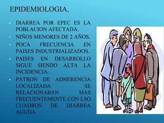 EPIDEMIOLOGIA.
• DIARREA POR EPEC ES LA
POBLACION AFECTADA.
• NIÑOS MENORES DE 2 AÑOS.
• POCA FRECUENCIA EN
PAISES INDUSTRIALIZADOS.
• PAISES EN DESARROLLO
SIGUE SIENDO ALTA LA
INCIDENCIA.
• PATRON DE ADHERENCIA
LOCALIZADA SE
RELACIONABAN MAS
FRECUENTEMENTE CON LSO
CUADROS DE DIARREA
AGUDA.
 