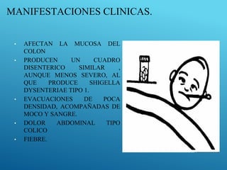 MANIFESTACIONES CLINICAS.
• AFECTAN LA MUCOSA DEL
COLON
• PRODUCEN UN CUADRO
DISENTERICO SIMILAR ,
AUNQUE MENOS SEVERO, AL
QUE PRODUCE SHIGELLA
DYSENTERIAE TIPO 1.
• EVACUACIONES DE POCA
DENSIDAD, ACOMPAÑADAS DE
MOCO Y SANGRE.
• DOLOR ABDOMINAL TIPO
COLICO
• FIEBRE.
 