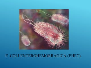 E. COLI ENTEROHEMORRAGICA (EHEC).
 