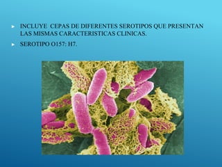 ▶ INCLUYE CEPAS DE DIFERENTES SEROTIPOS QUE PRESENTAN
LAS MISMAS CARACTERISTICAS CLINICAS.
▶ SEROTIPO O157: H7.
 