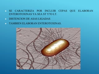 ▶ SE CARACTERIZA POR INCLUIR CEPAS QUE ELABORAN
ENTEROTOXINAS YA SEA ST Y7O LT.
▶ DISTENCION DE ASAS LIGADAS
▶ TAMBIEN ELABORAN ENTEROTOXINAS.
 