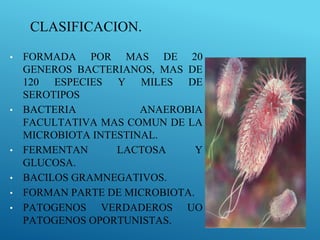 CLASIFICACION.
• FORMADA POR MAS DE 20
GENEROS BACTERIANOS, MAS DE
120 ESPECIES Y MILES DE
SEROTIPOS
• BACTERIA ANAEROBIA
FACULTATIVA MAS COMUN DE LA
MICROBIOTA INTESTINAL.
• FERMENTAN LACTOSA Y
GLUCOSA.
• BACILOS GRAMNEGATIVOS.
• FORMAN PARTE DE MICROBIOTA.
• PATOGENOS VERDADEROS UO
PATOGENOS OPORTUNISTAS.
 