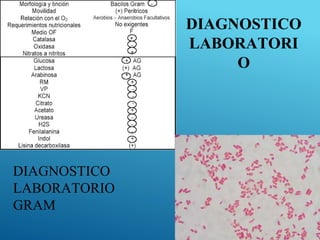 DIAGNOSTICO
LABORATORIO
GRAM
DIAGNOSTICO
LABORATORI
O
 