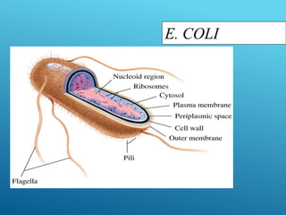 E. COLI
 