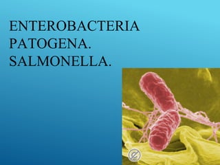 ENTEROBACTERIA
PATOGENA.
SALMONELLA.
 
