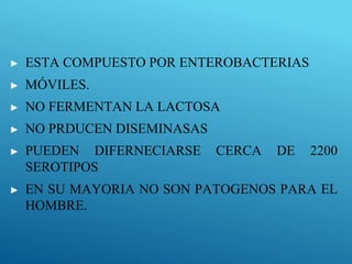 ▶ ESTA COMPUESTO POR ENTEROBACTERIAS
▶ MÓVILES.
▶ NO FERMENTAN LA LACTOSA
▶ NO PRDUCEN DISEMINASAS
▶ PUEDEN DIFERNECIARSE CERCA DE 2200
SEROTIPOS
▶ EN SU MAYORIA NO SON PATOGENOS PARA EL
HOMBRE.
 