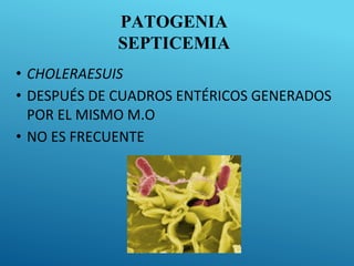 PATOGENIA
SEPTICEMIA
• CHOLERAESUIS
• DESPUÉS DE CUADROS ENTÉRICOS GENERADOS
POR EL MISMO M.O
• NO ES FRECUENTE
 