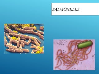 SALMONELLA
 