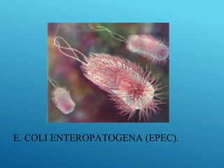 E. COLI ENTEROPATOGENA (EPEC).
 
