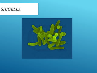 SHIGELLA
 