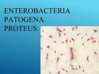 ENTEROBACTERIA
PATOGENA.
PROTEUS.
 